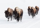 Judy Smith - Bison, Yellowstone NP